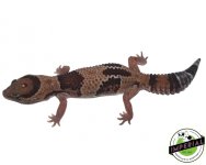 Aberrant Fat Tail 1 copy.jpg