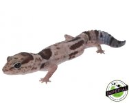 Whiteout Oreo Het Patternless 1 copy.jpg