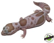 Whiteout Snow (Caramel x Oreo) 1.jpg