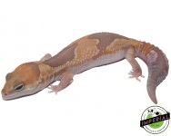 Caramel Zulu 1 copy.jpg