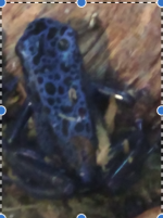 juvenile 1.png