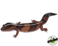 Striped Fat Tail 2.jpg