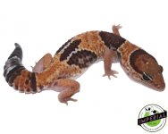 Tangerine Aberrant Fat Tail 1 copy.jpg