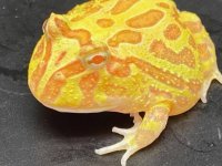 Albino pacman 25 (2).jpg