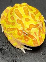 Albino pacman 25.jpg