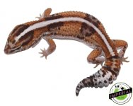 Tangerine Whiteout Het Oreo 1 copy.jpg