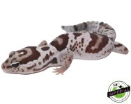 Whiteout Oreo Het Caramel 1.jpg