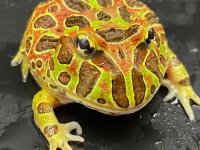 Hi red ornate 45.jpg