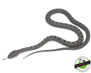 ImperialAnimalPictureTemplate-2021-01-04T123220.664_960x.png