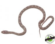 SnowHetScaleless2 copy.jpg