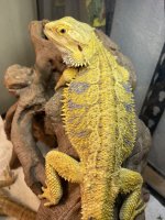 dragondad.jpg
