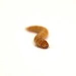 mealworm_2_9.jpg