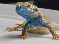 lizards11.jpg