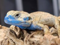 lizards1.jpg