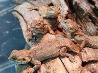 lizards12.jpg