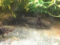 femaleaxolotl.jpg
