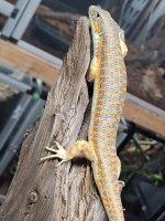 skinks14.jpg