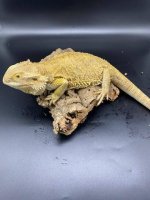 Breeder number 4  F.jpg