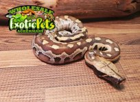 Red Blood Python - baby.JPG