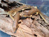 skinks1.jpg