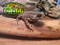 Asian Spiny Toad.JPG