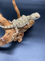 Rankins Dragon 225.jpg
