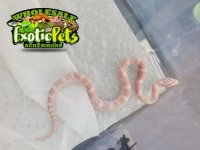 Baby Blizzard Cornsnake.JPG