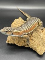 Giant plated lizard 85 (2).jpg