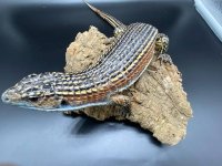 Giant plated lizard 85 (4).jpg