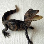 Cuviers Dwarf Caiman.jpg