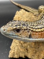 Giant plated lizard 85 (5).jpg