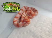 Baby Albino Reversed Oakatee Cornsnake.JPG