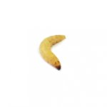 waxworms_1.jpg