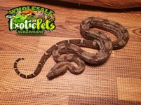 Baby Red Tail Boa.JPG