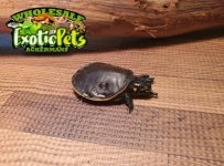 Florida soft shell.JPG