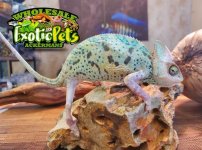 Pied Veild Chameleon.JPG