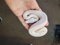 Blue Eyed Lucy Ball Python - hatchling.jpg
