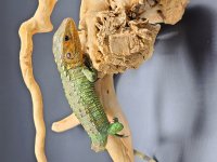 Caiman Lizard.jpg