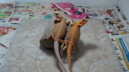 DSC08813.jpg