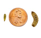 black-soldier-fly-sizes.jpg