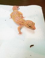 lindsy's leopard gecko eyeing down black soldier fly larvae bsfl (7).jpg