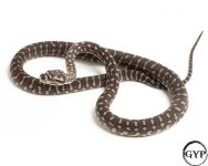 2010121BredliPython3-1.jpg