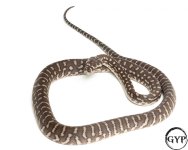 2010121BredliPython3-2.jpg