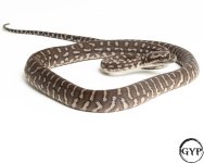 2010121BredliPython3-3.jpg