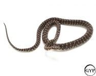 2010121BredliPython3-4.jpg