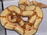 2019 female sunglow kahl strain 450 (2).jpg