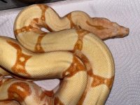 2019 female sunglow kahl strain 450 (3).jpg