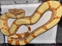 2019 female sunglow kahl strain 450.jpg