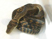 DSCN9577.jpg