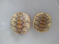 IMG_20201125_100549517.jpg